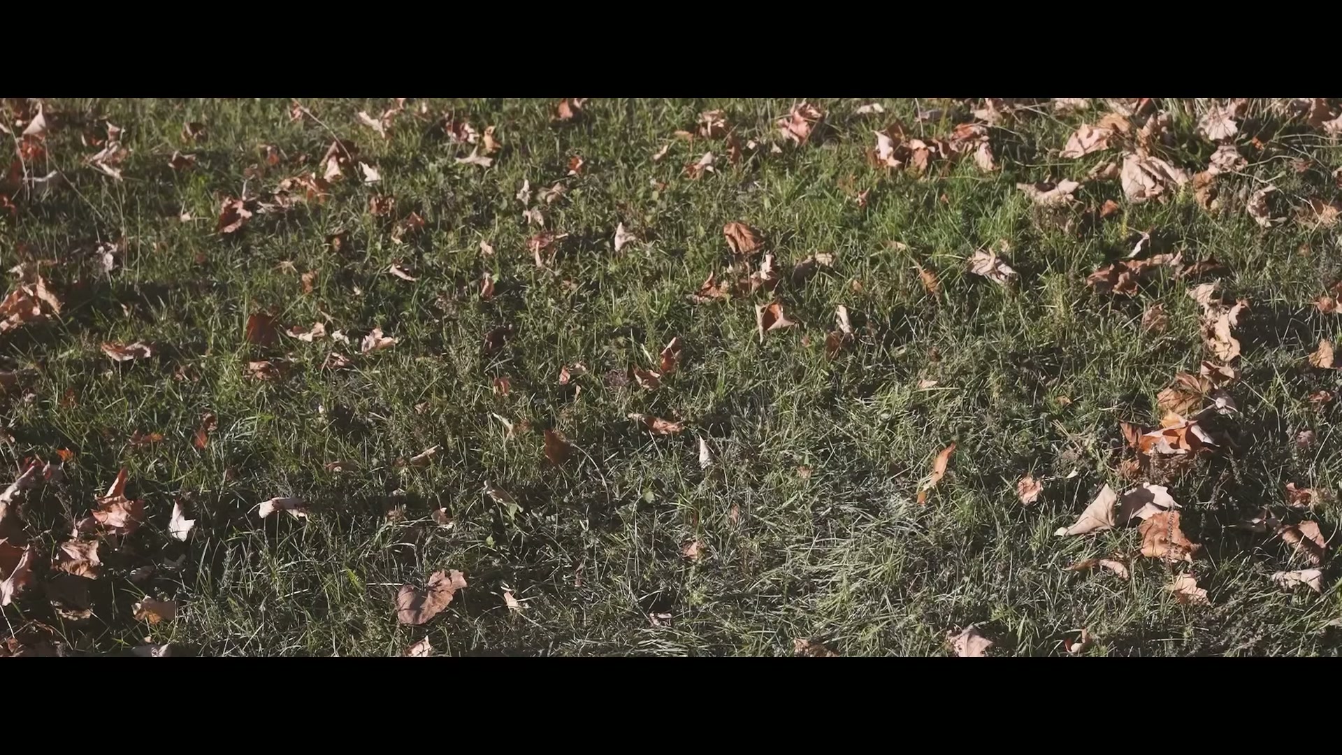 Branch AV music video